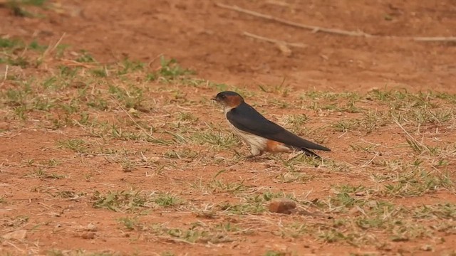 Red-rumped Swallow - ML430921591