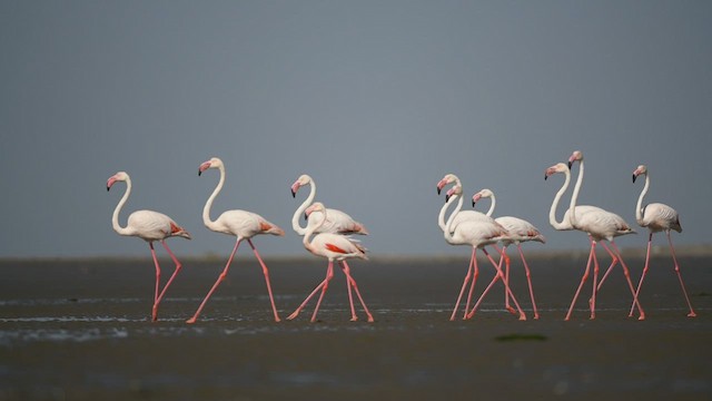 Greater Flamingo - ML430926361