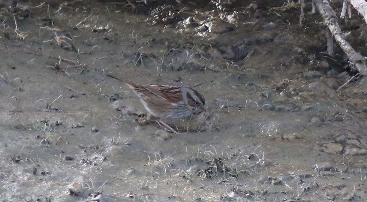 Swamp Sparrow - ML43093411