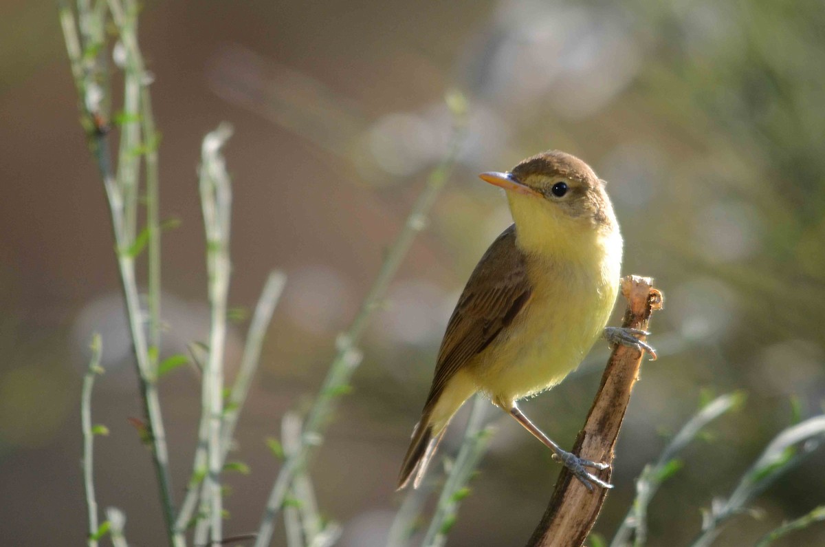 Melodious Warbler - ML43093621