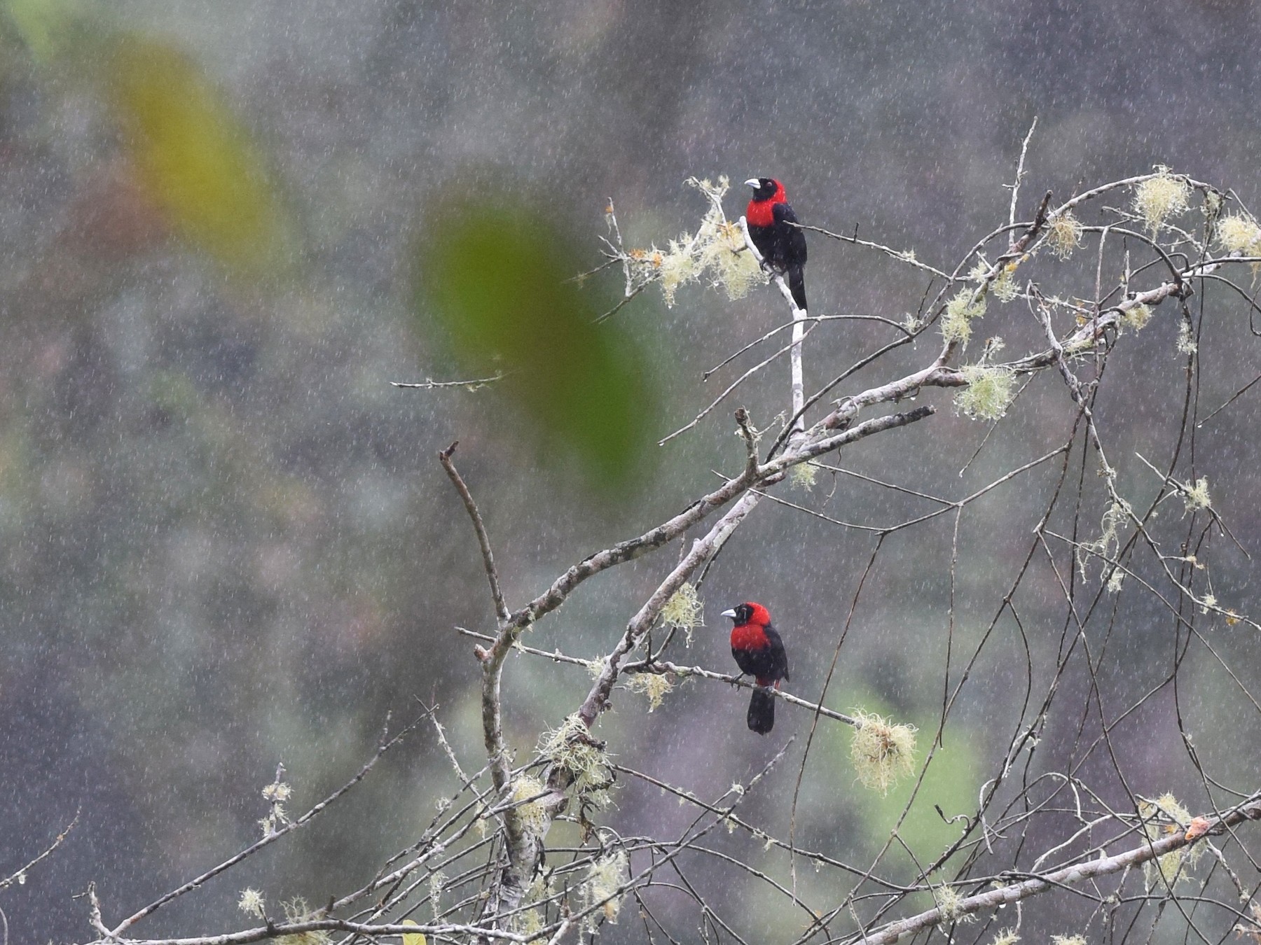 Crimson-collared Tanager - Andy Reago &  Chrissy McClarren