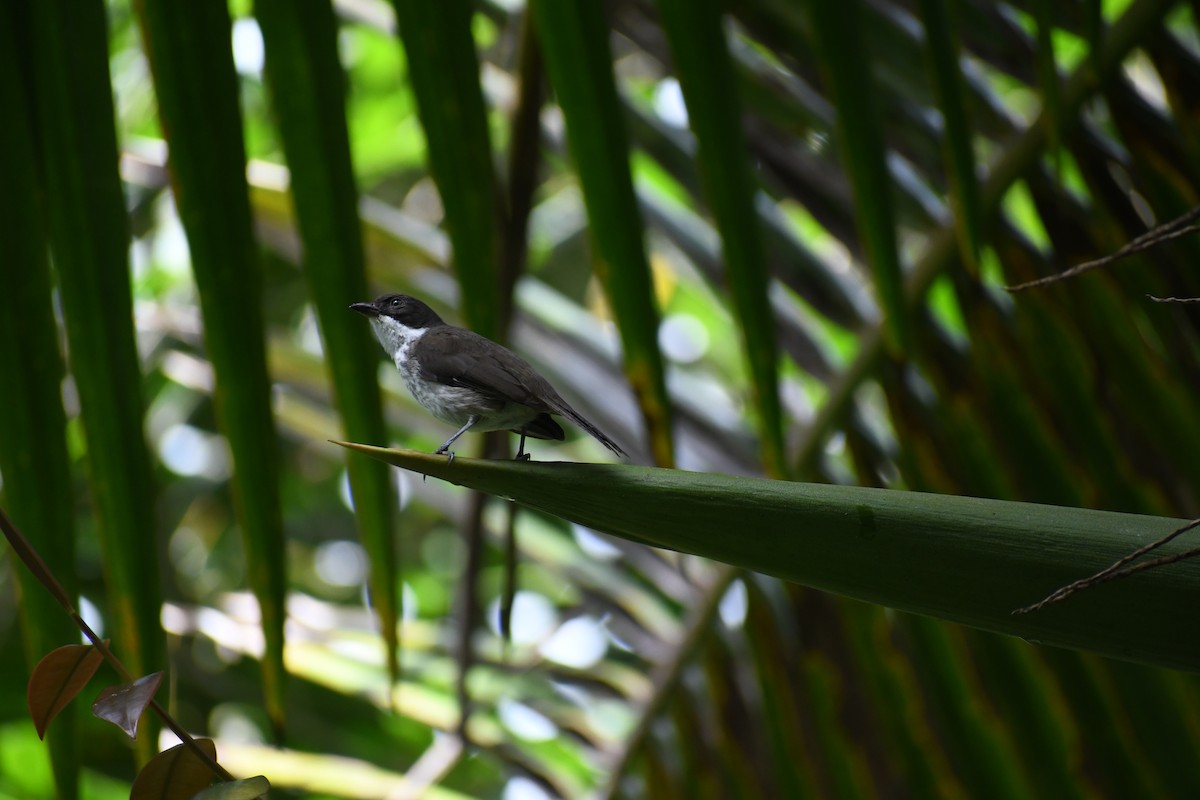 Puerto Rican Tanager - ML430941131