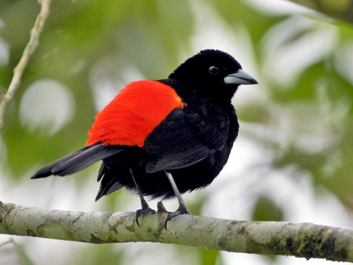 Birds of the Sugarbush: Scarlet Tanager