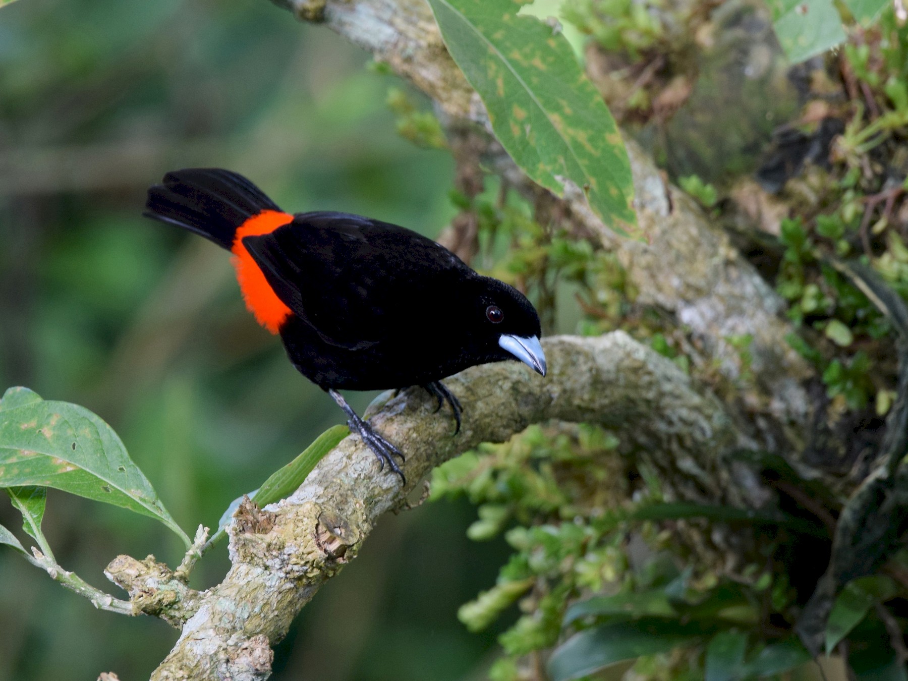 Scarlet-rumped Tanager - Andy Reago &  Chrissy McClarren