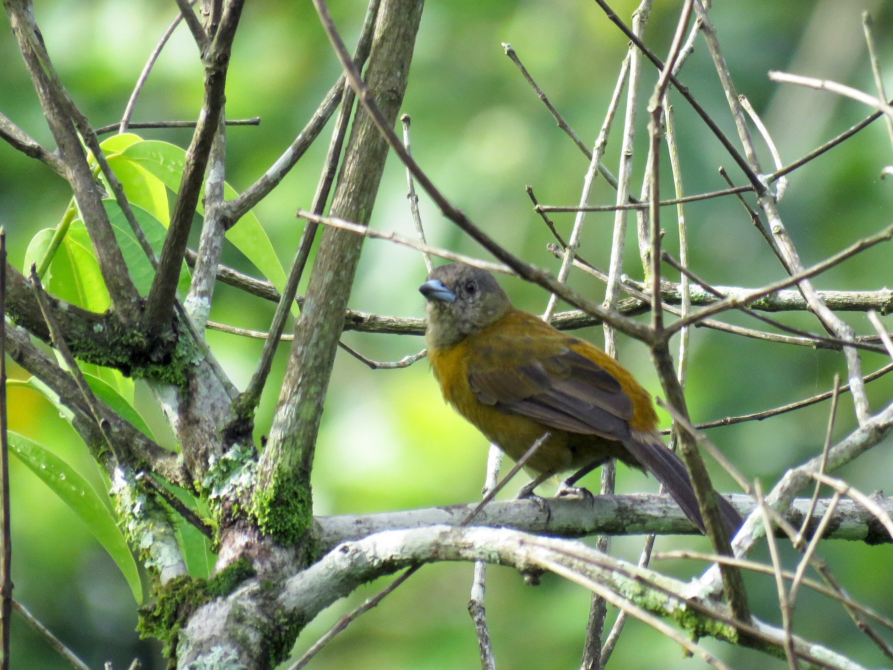 Scarlet-rumped Tanager - Guillermo Funes
