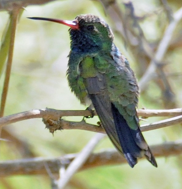 Broad-billed Hummingbird - Steven Mlodinow