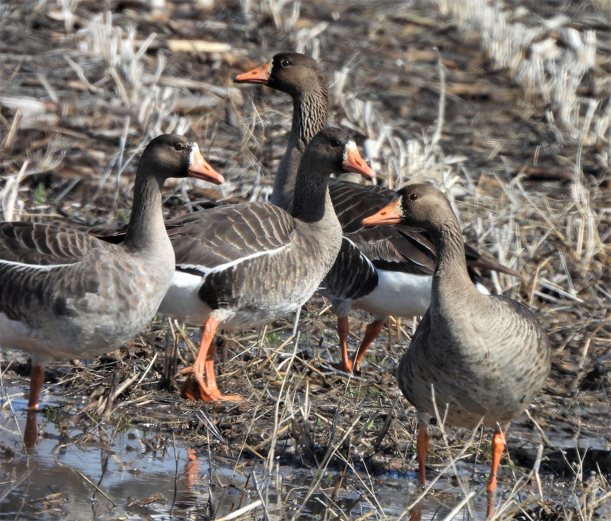 Greater White-fronted Goose - ML430954291