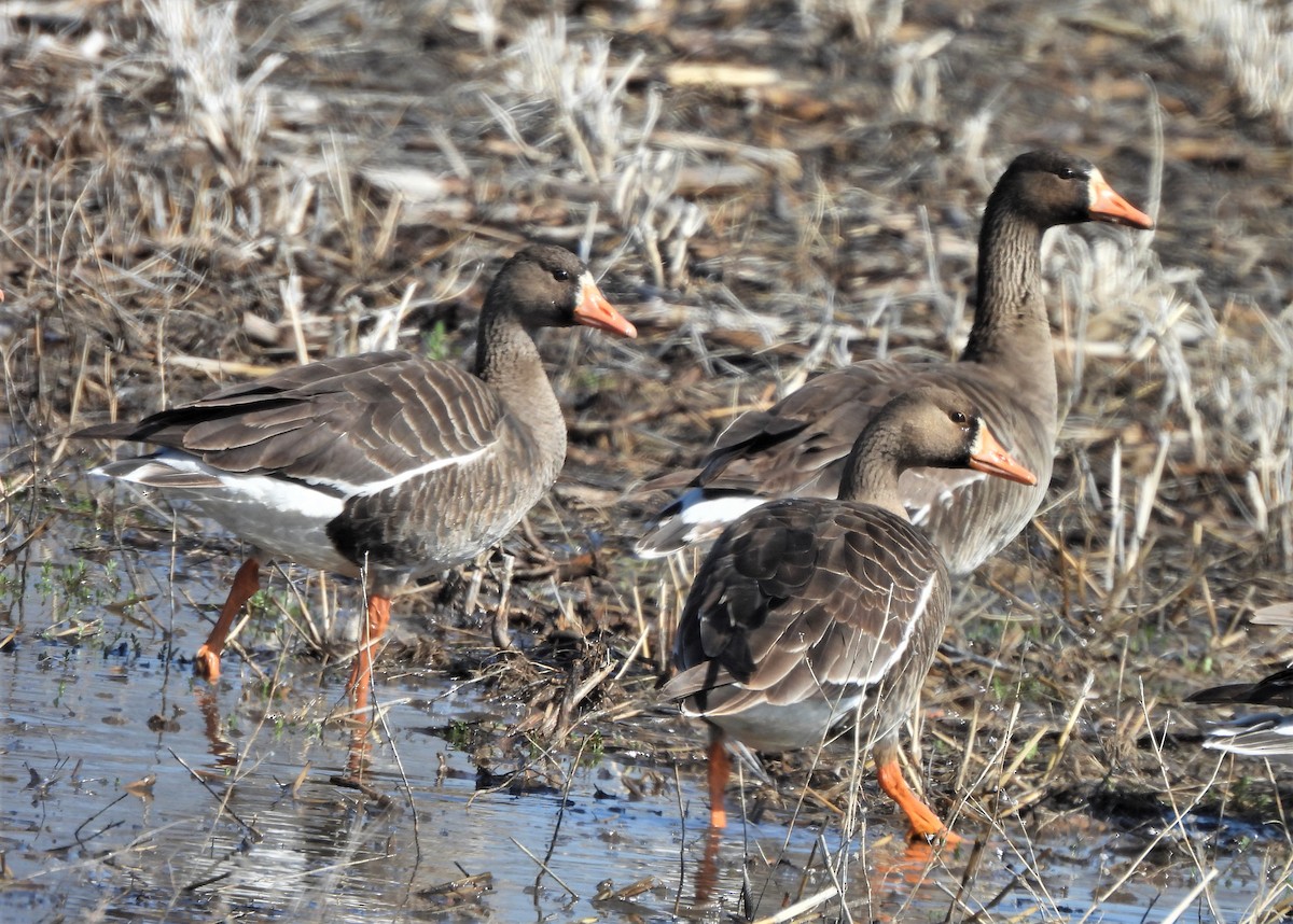 Greater White-fronted Goose - ML430954301