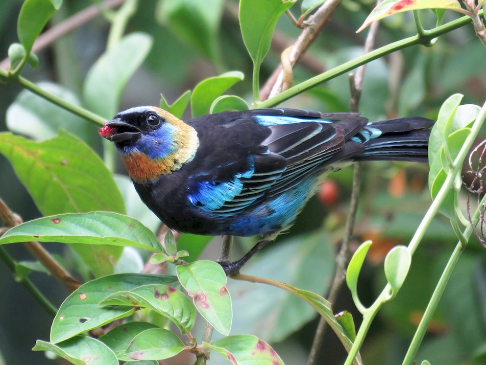 Golden-hooded Tanager - Seth Inman
