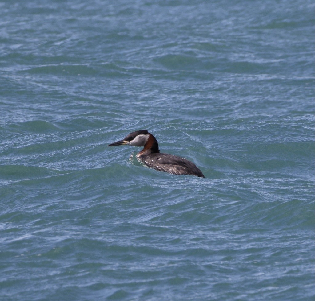 Red-necked Grebe - ML430956641