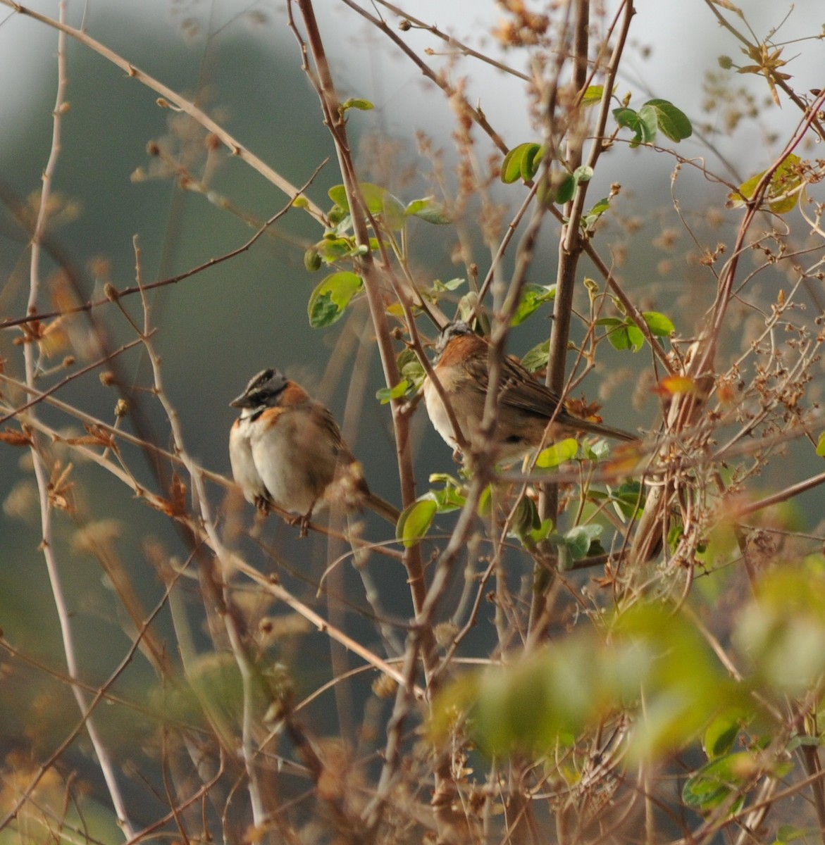 Rufous-collared Sparrow - Scott Somershoe