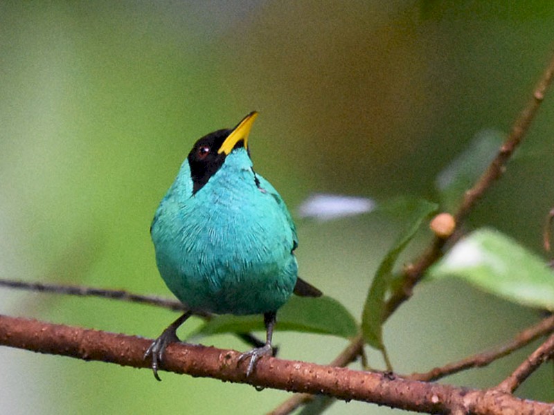 groene-suikervogel-ebird