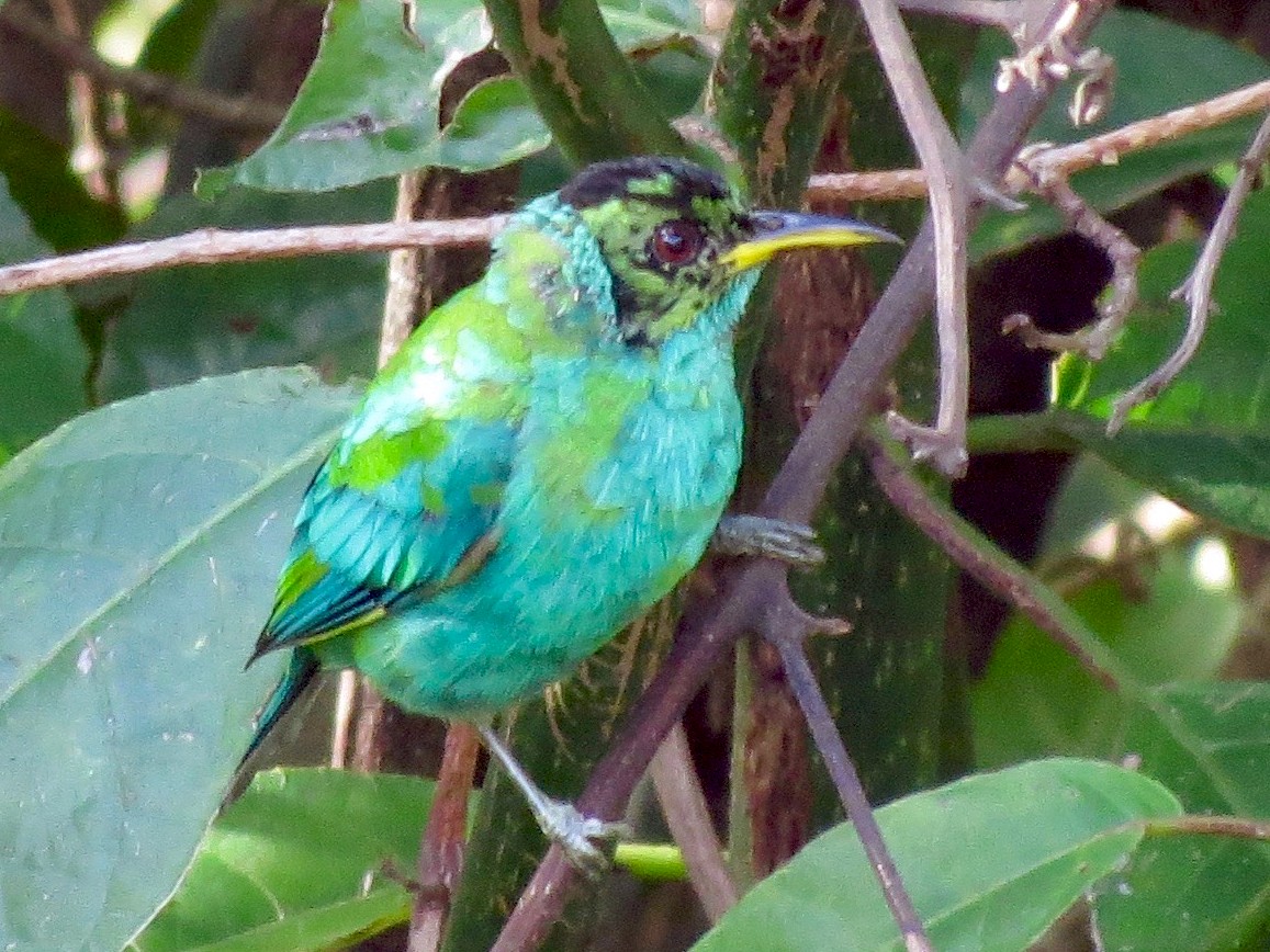 green-honeycreeper-ebird