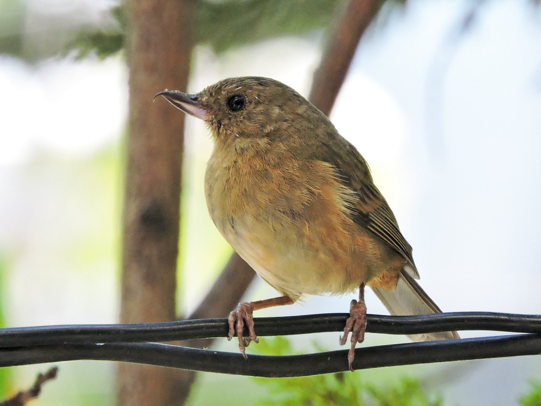 Cinnamonbellied Flowerpiercer aVerAves
