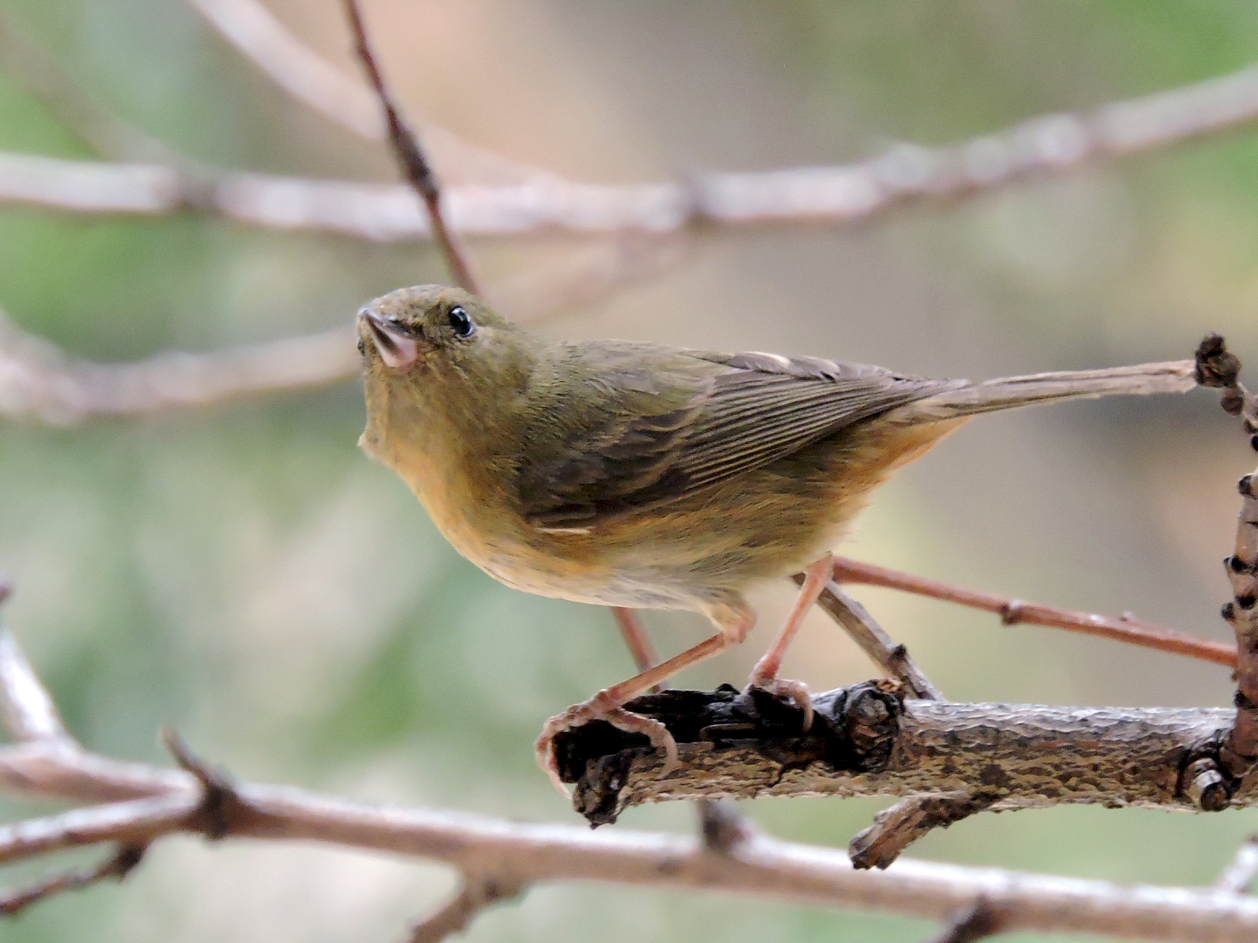 Cinnamon-bellied Flowerpiercer - eBird