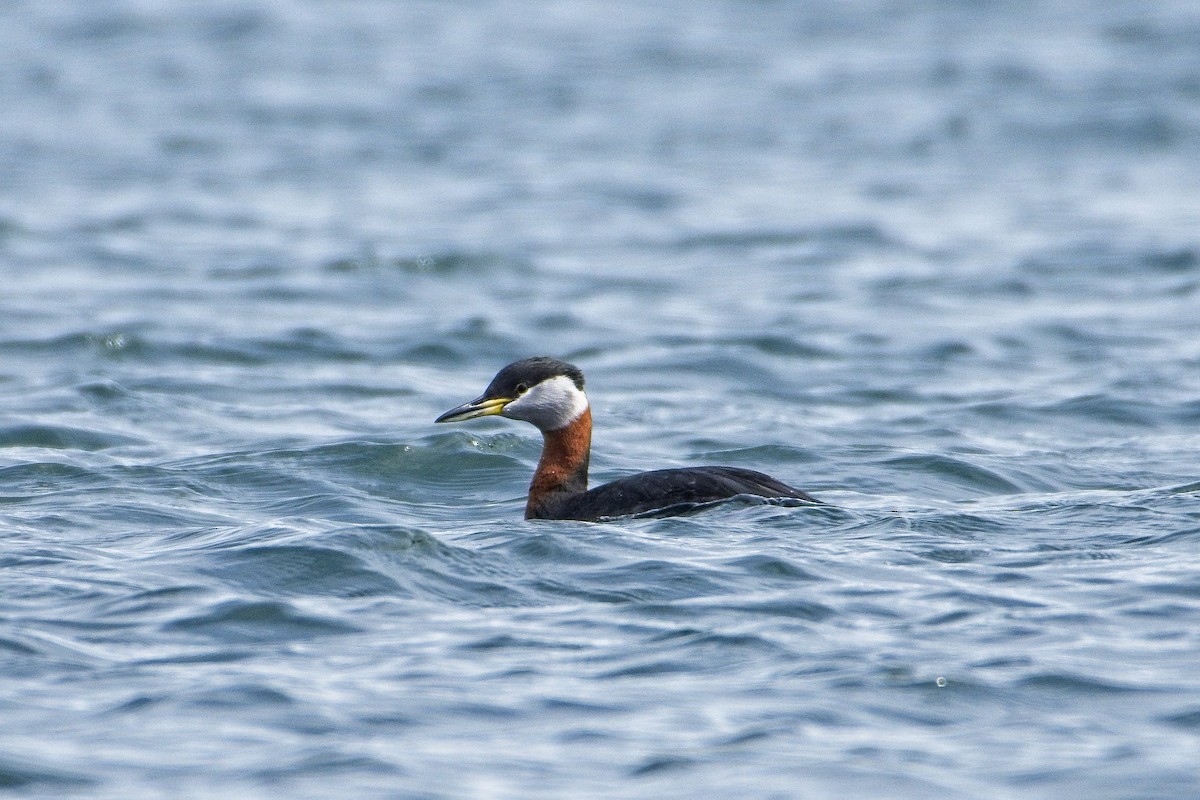 Red-necked Grebe - ML430966141