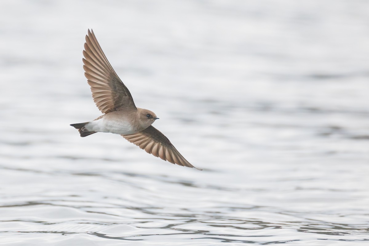 Northern Rough-winged Swallow - ML430966441