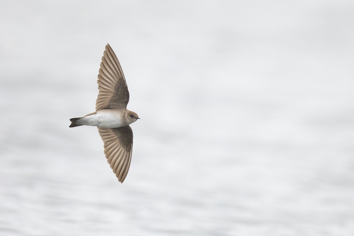 Northern Rough-winged Swallow - ML430966451