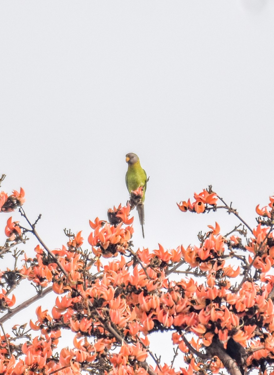 Plum-headed Parakeet - Manish Kumar Chattopadhyay