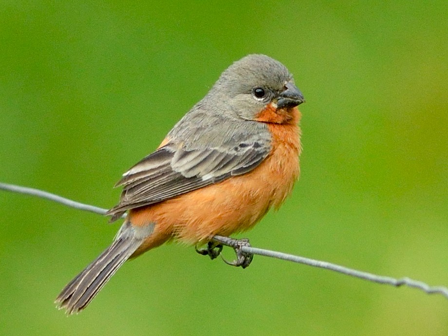 Ruddy-breasted Seedeater - Sporophila minuta - Birds of the World