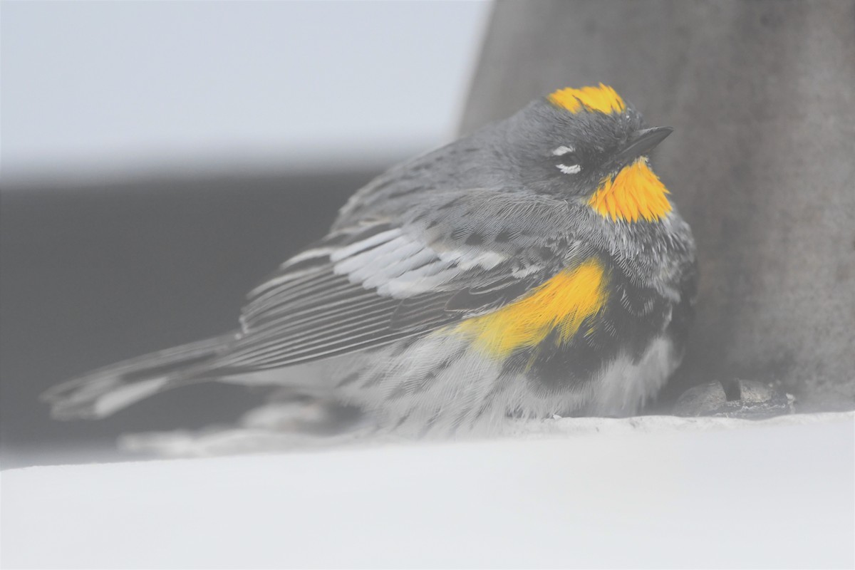 Yellow-rumped Warbler (Audubon's) - Ryan Merrill