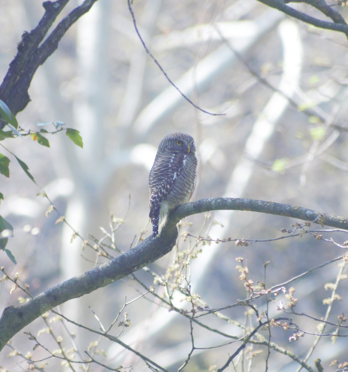 Collared Owlet - ML430981161