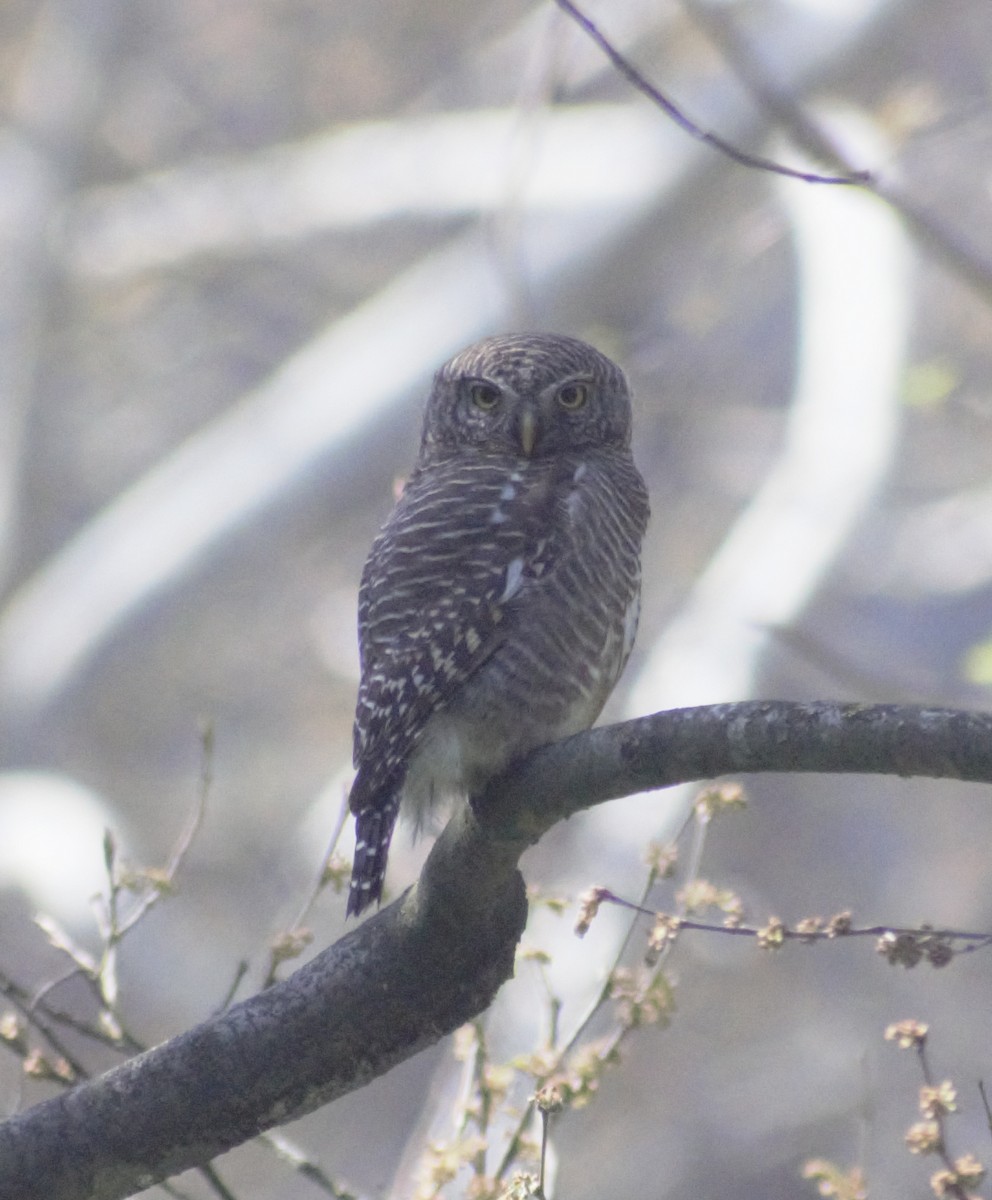 Collared Owlet - ML430981171