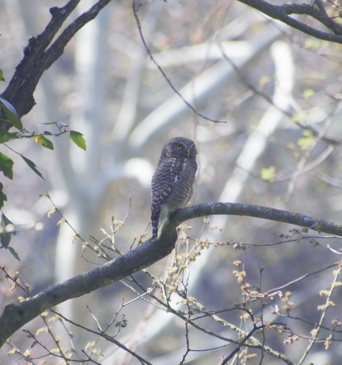 Collared Owlet - ML430981191
