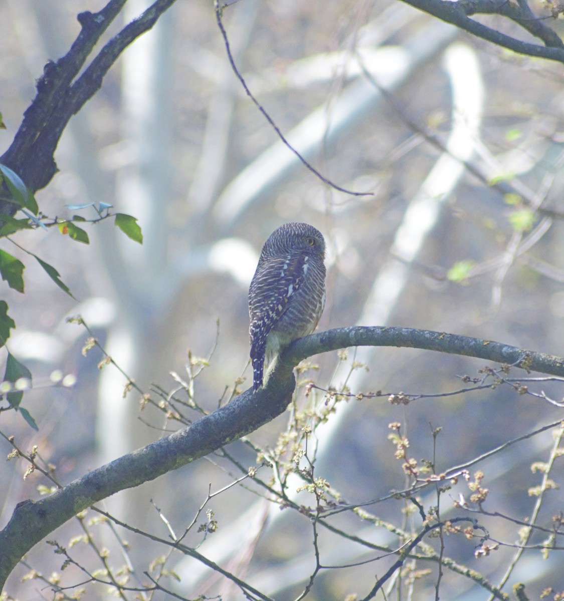 Collared Owlet - ML430981201