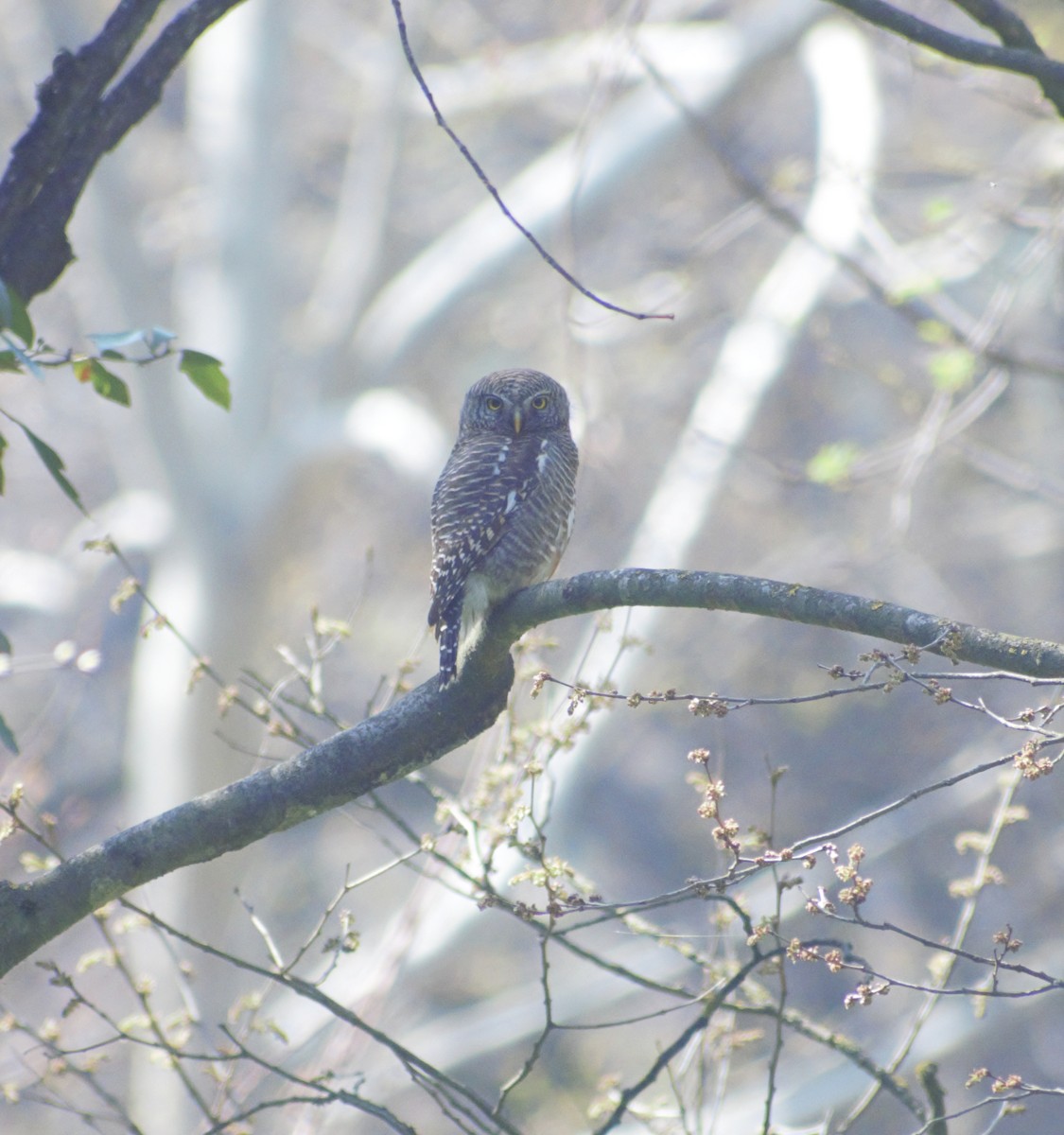 Collared Owlet - ML430981211