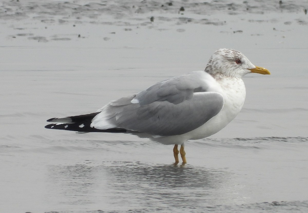 Common Gull - Yoshio Akasaka