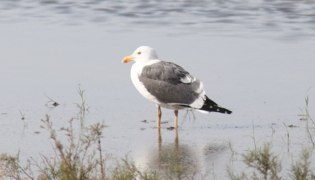 Yellow-footed Gull - ML43098221