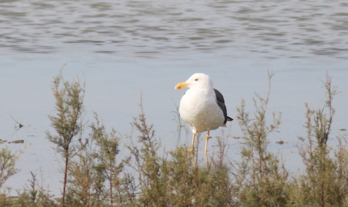 Yellow-footed Gull - ML43098231