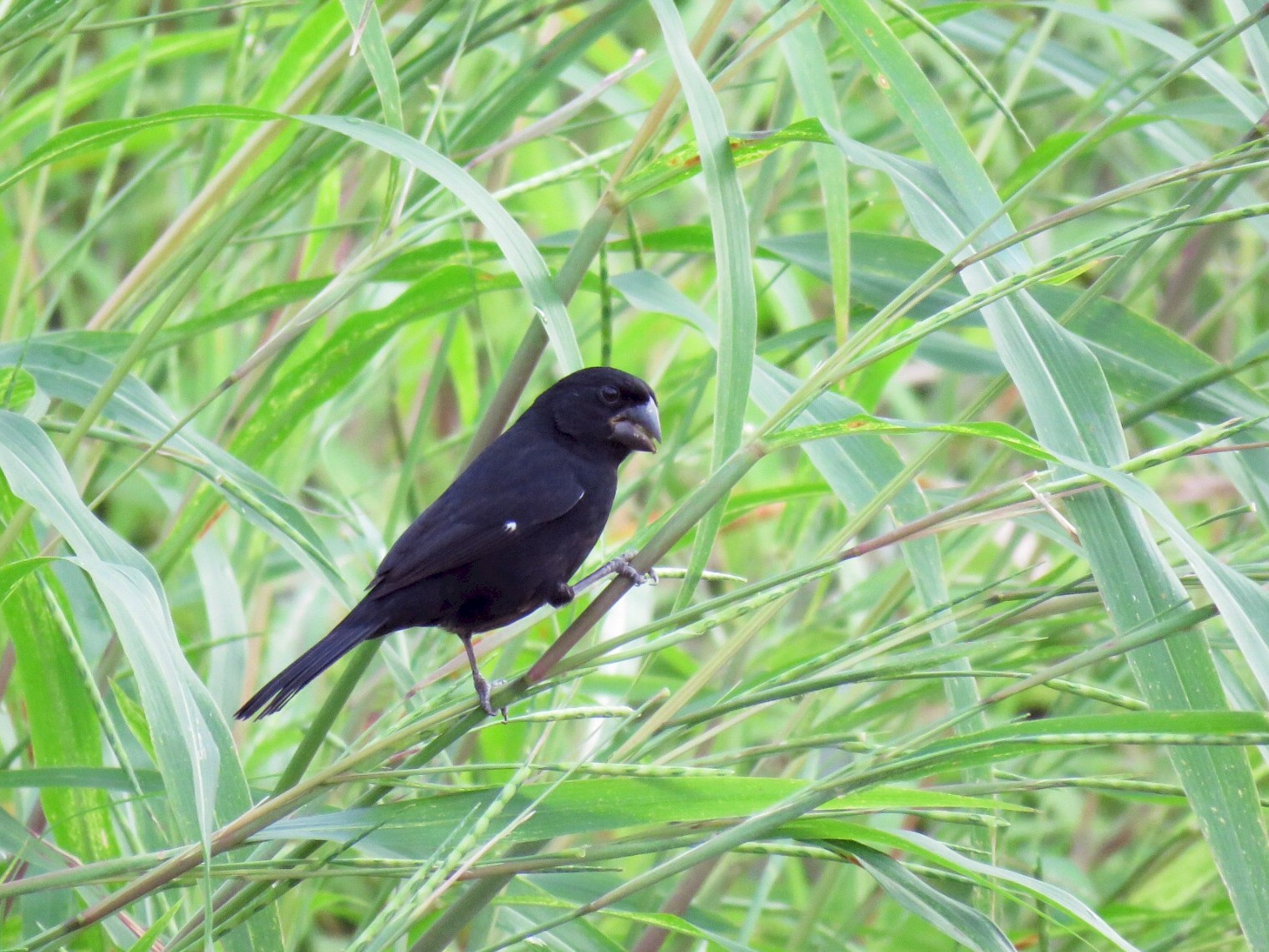 Thick-billed Seed-Finch - Alec Humann