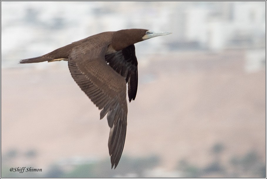 Brown Booby - ML430990781