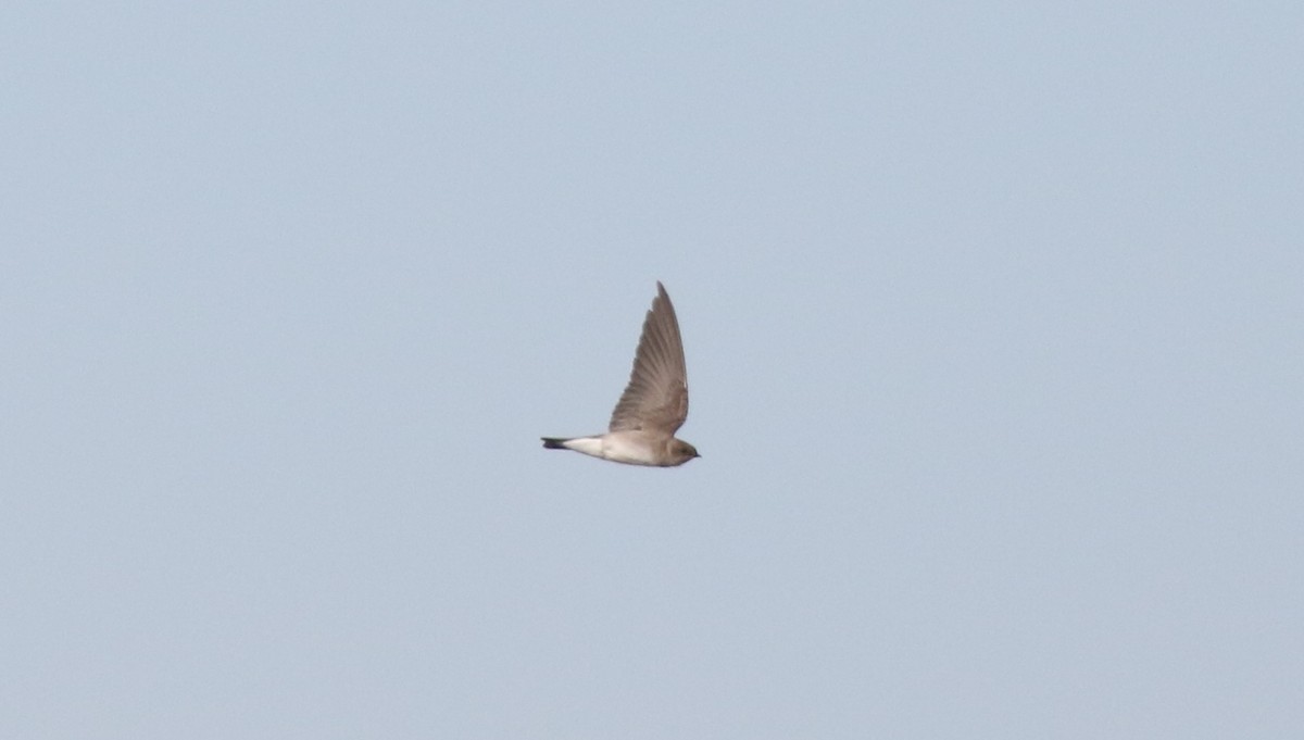Northern Rough-winged Swallow - ML43099231