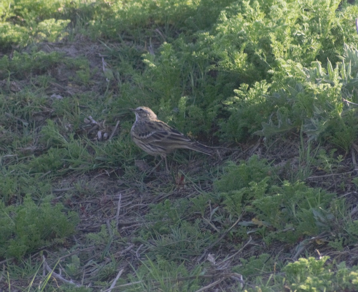 Rosy Pipit - ML430993471