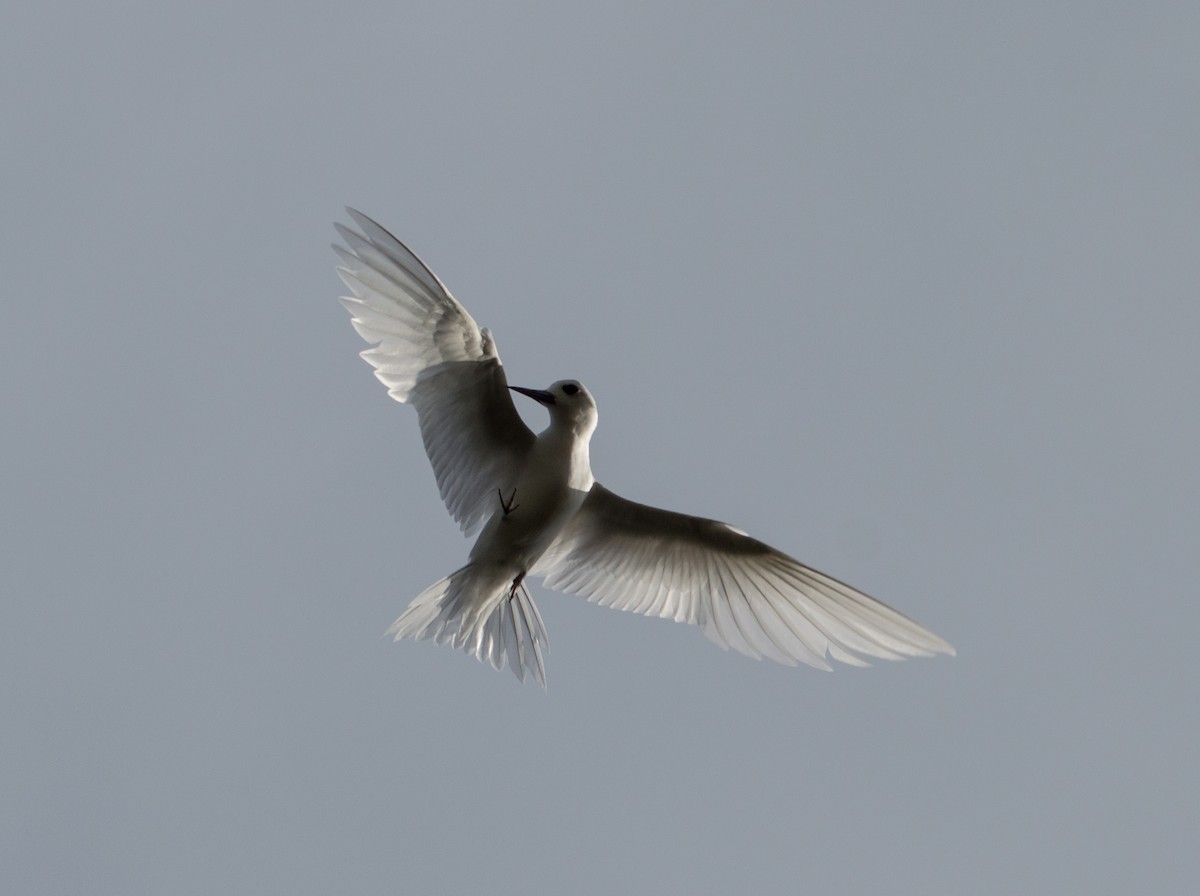 White Tern (Pacific) - ML430994851