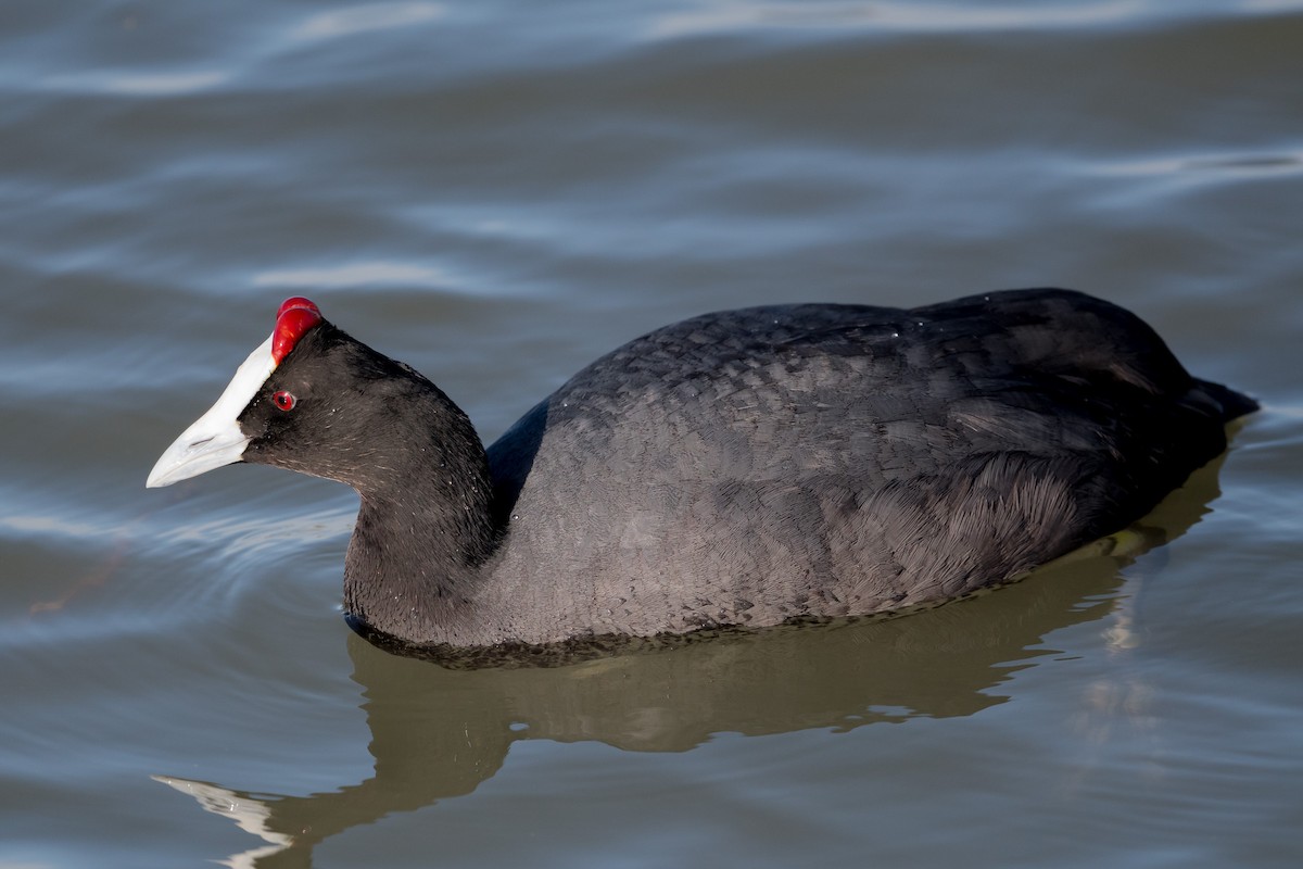 Red-knobbed Coot - ML430995351