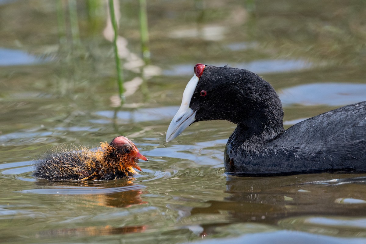 Red-knobbed Coot - ML430995401