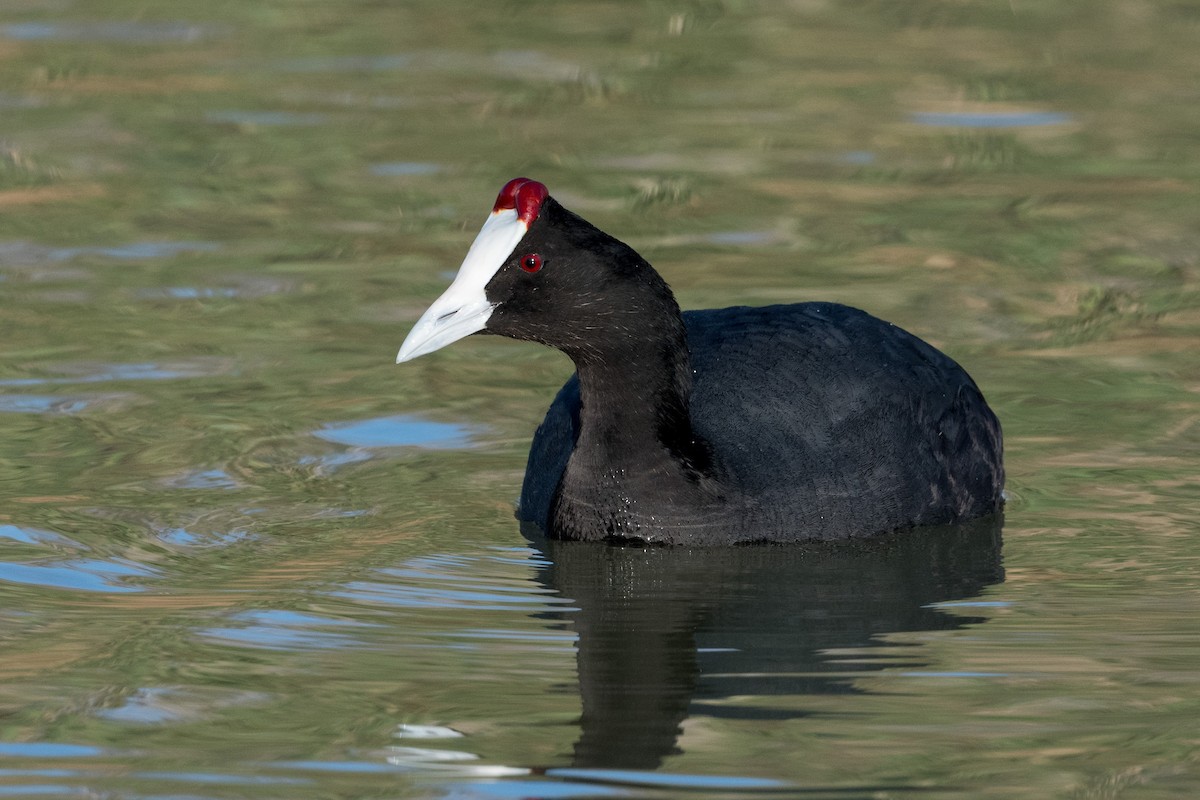 Red-knobbed Coot - ML430995441