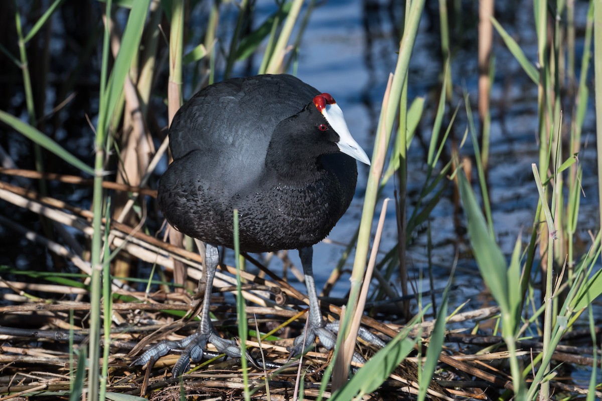 Red-knobbed Coot - ML430995451