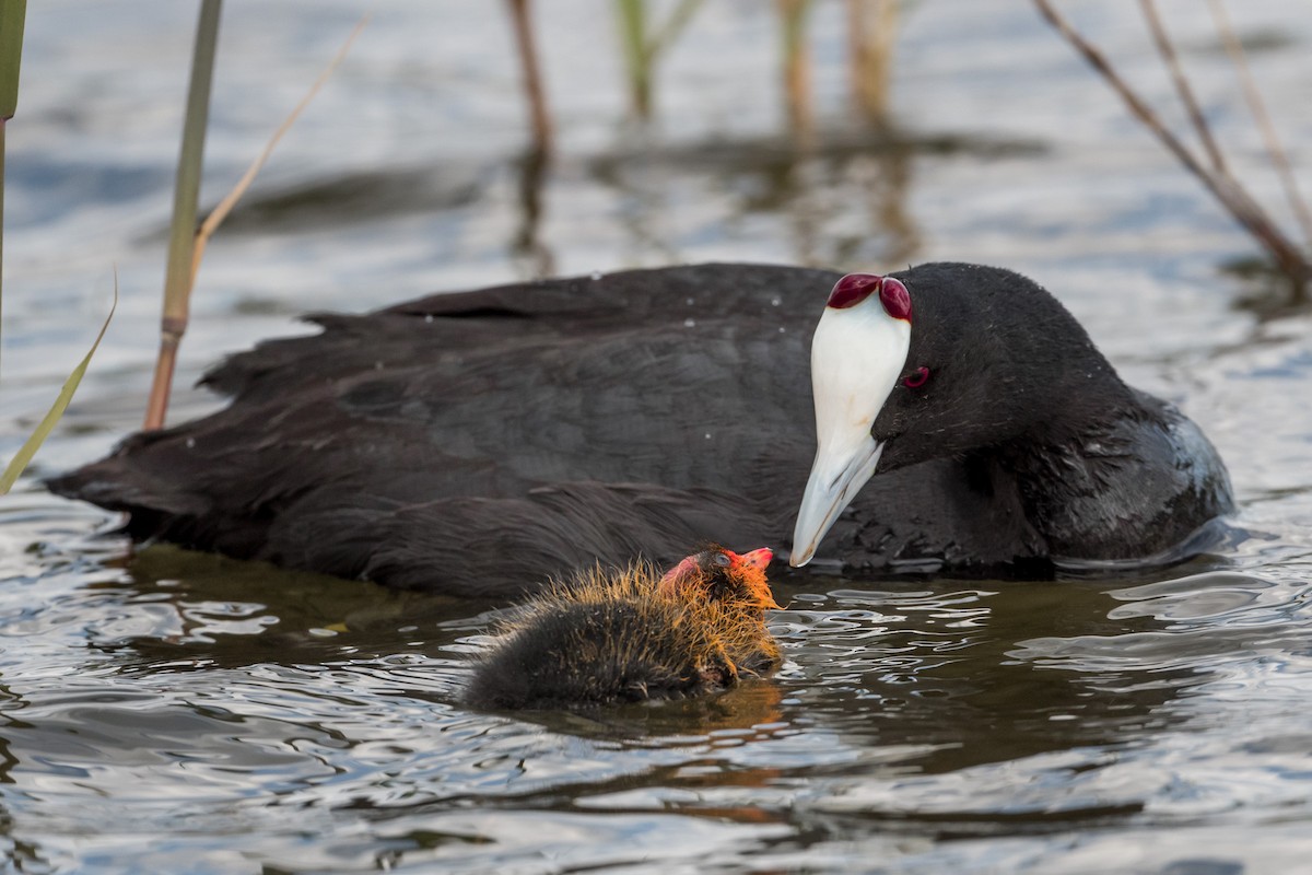 Red-knobbed Coot - ML430995491