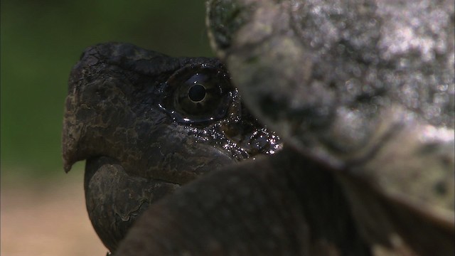 Snapping Turtle - ML430996