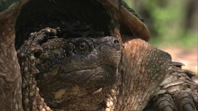 Snapping Turtle - ML430997