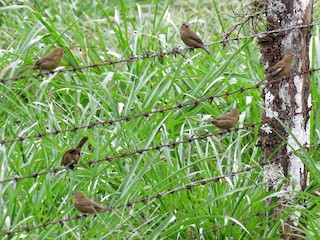  - Variable Seedeater