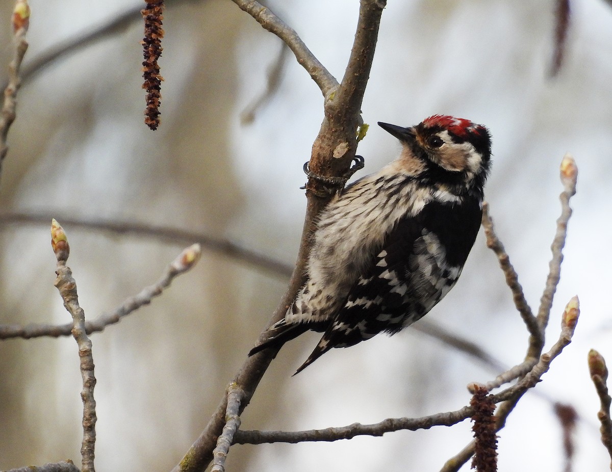 Lesser Spotted Woodpecker - ML430997801