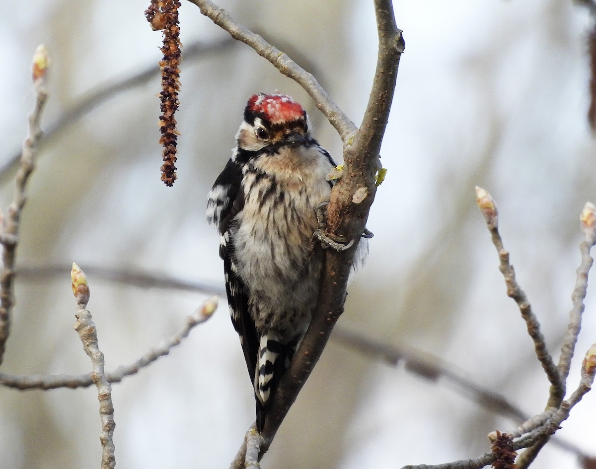 Lesser Spotted Woodpecker - ML430997971