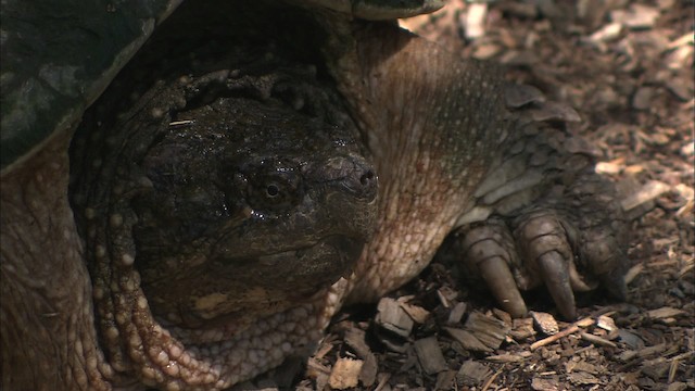 Snapping Turtle - ML430998