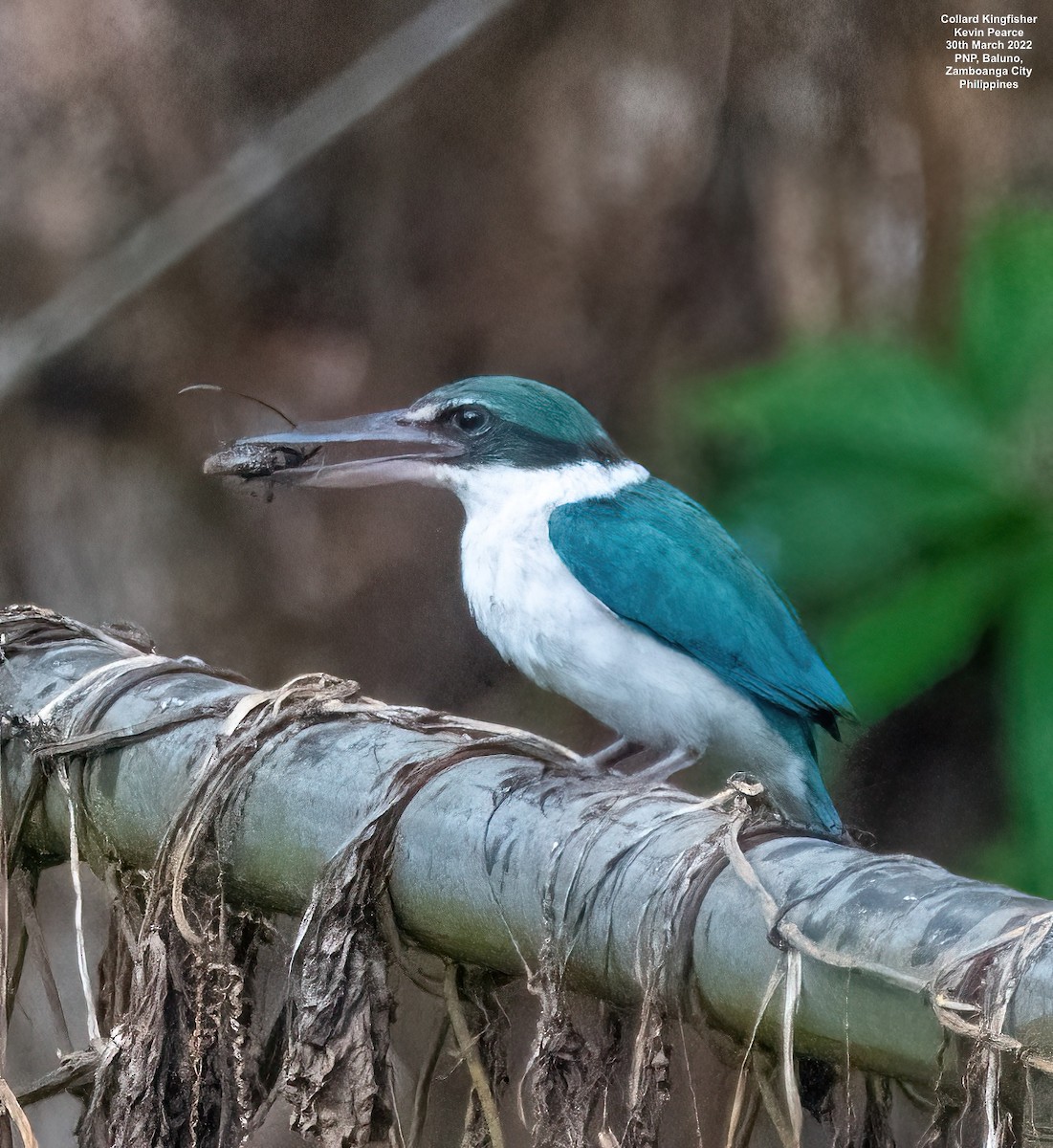 Collared Kingfisher - Kevin Pearce